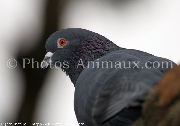 Photo de Pigeon