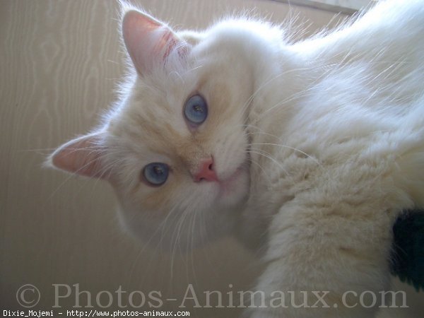 Photo de Ragdoll