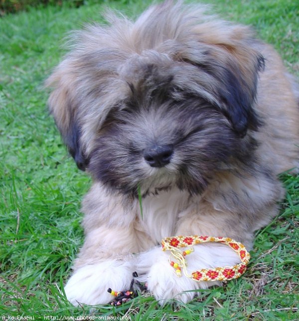 Photo de Lhassa apso