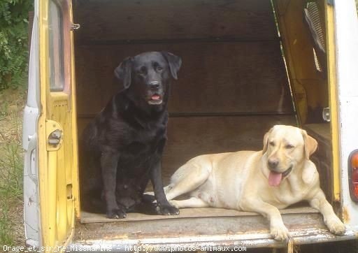 Photo de Labrador retriever