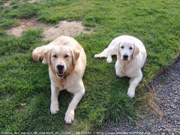 Photo de Golden retriever