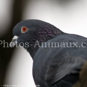 Photo de Pigeon