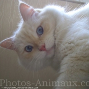 Photo de Ragdoll