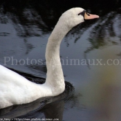 Photo de Cygne