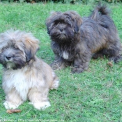 Photo de Lhassa apso