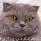 Photo de Scottish fold