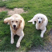 Photo de Golden retriever