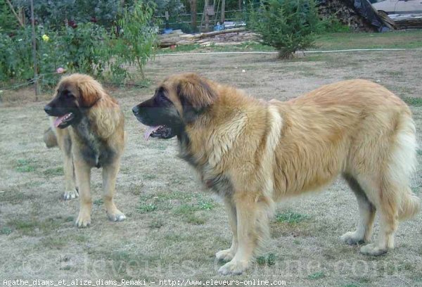 Photo de Leonberg