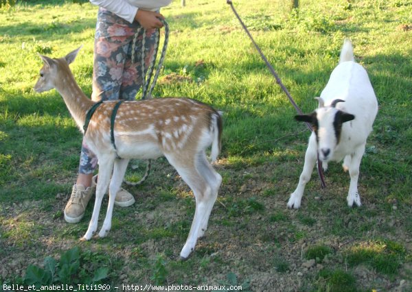 Photo de Races diffrentes