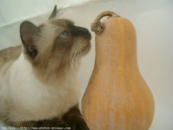 Photo de Sacr de birmanie