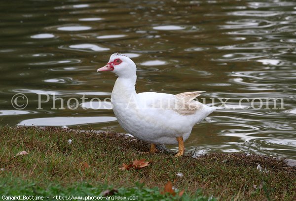 Photo de Canard