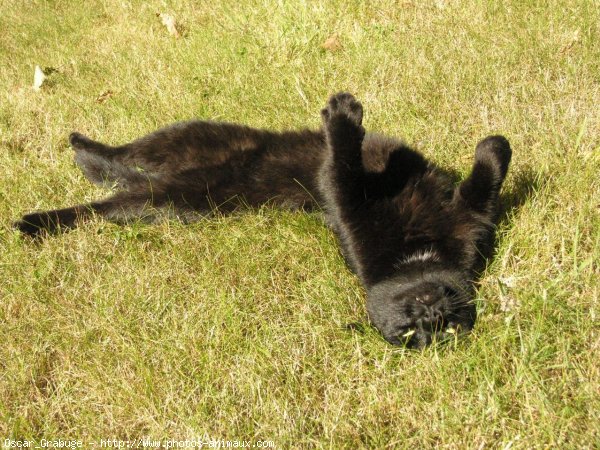 Photo de Chat domestique