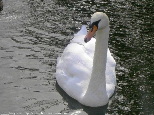 Photo de Cygne