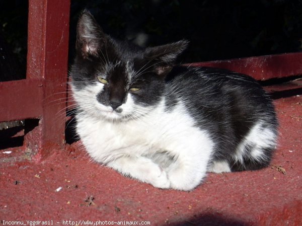 Photo de Chat domestique