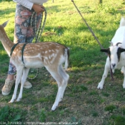 Photo de Races diffrentes