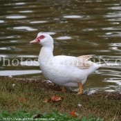 Photo de Canard