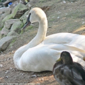 Photo de Cygne