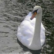 Photo de Cygne