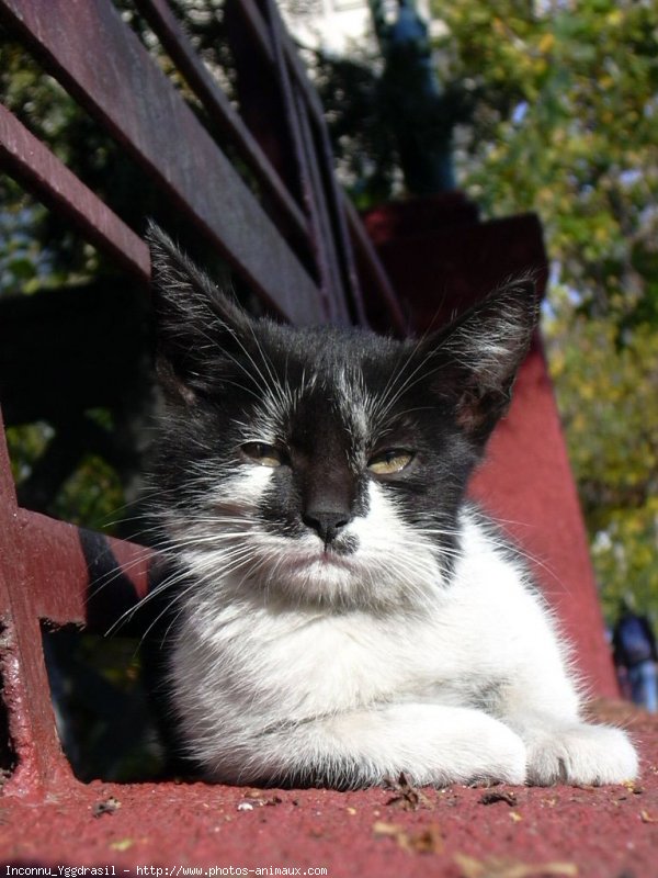 Photo de Chat domestique