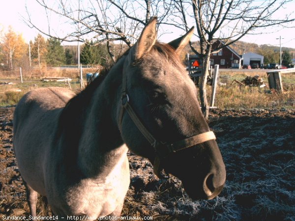 Photo de Quarter horse