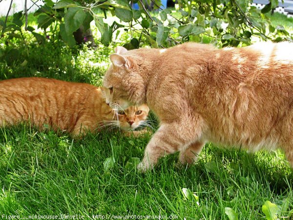 Photo de Chat domestique