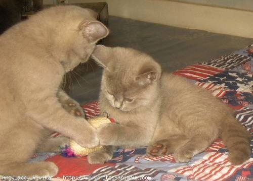 Photo de British shorthair