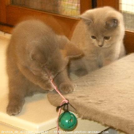 Photo de British shorthair