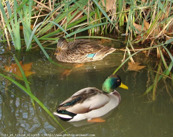 Photo de Canard