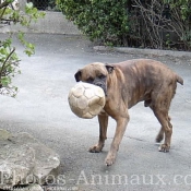 Photo de Boxer