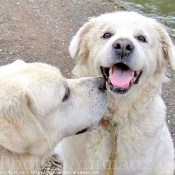 Photo de Chien de berger des tatras