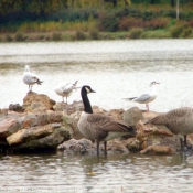 Photo de Mouette