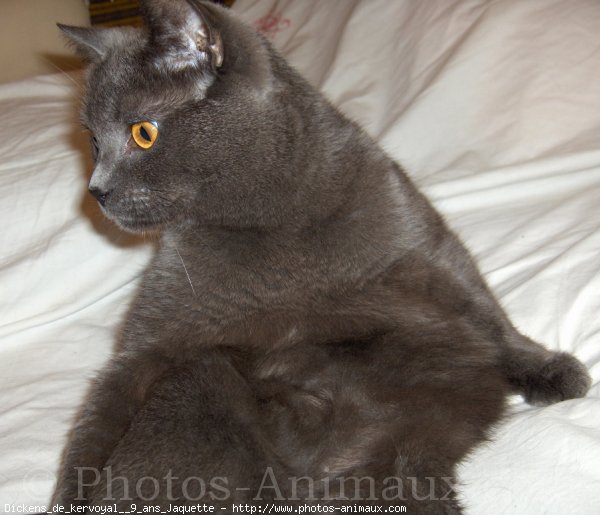 Photo de Chartreux