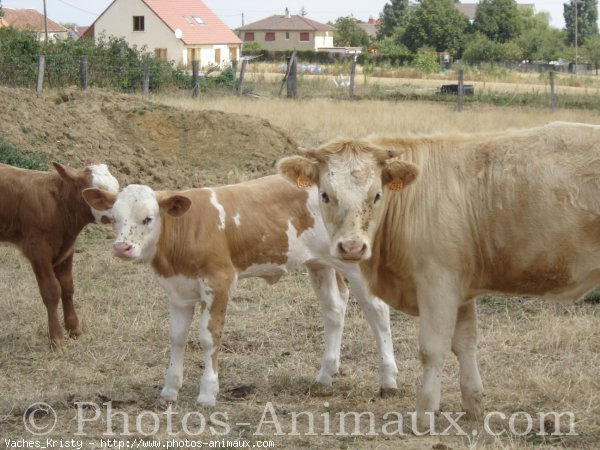 Photo de Vache