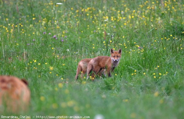 Photo de Renard