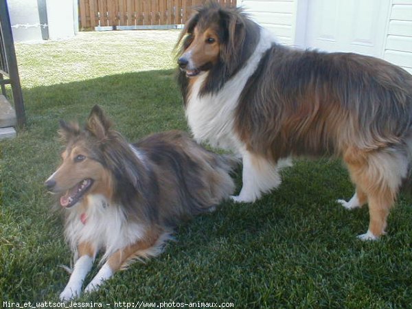 Photo de Chien de berger des shetland