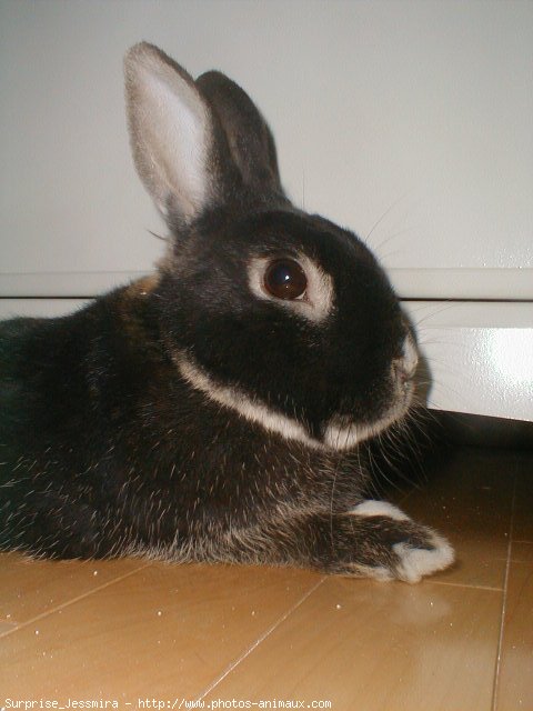 Photo de Lapin