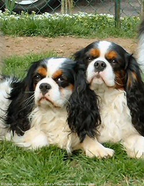 Photo de Cavalier king charles spaniel