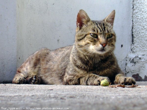 Photo de Chat domestique