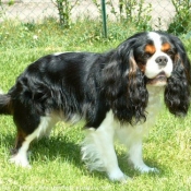 Photo de Cavalier king charles spaniel