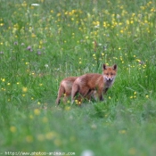 Photo de Renard