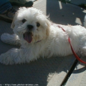 Photo de Lhassa apso