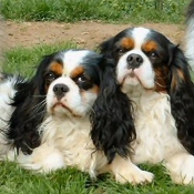 Photo de Cavalier king charles spaniel