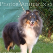 Photo de Chien de berger des shetland