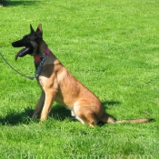 Photo de Berger belge malinois