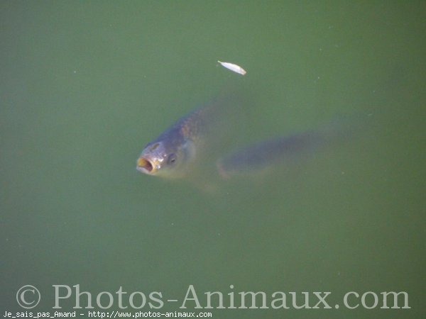 Photo de Poissons rouges