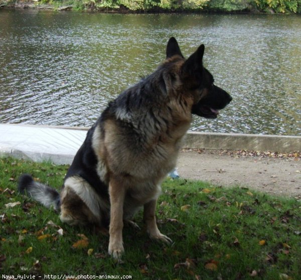 Photo de Berger allemand  poil court