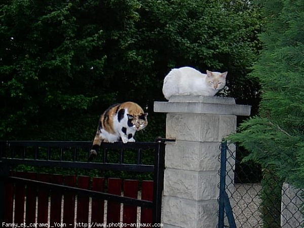 Photo de Chat domestique