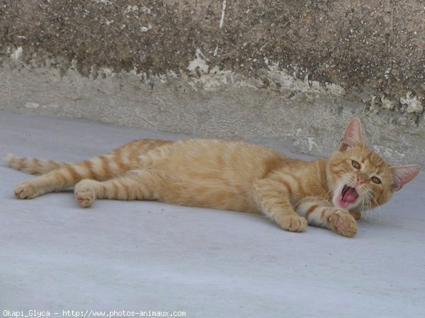 Photo de Chat domestique