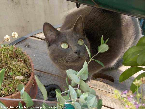 Photo de Chartreux