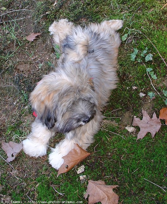 Photo de Lhassa apso